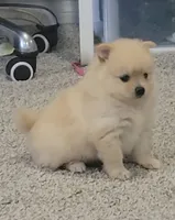 Ballon, a female Pomeranian for sale in San Diego, CA – 3 of 6