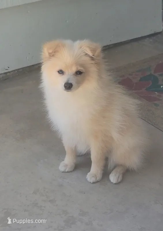 Lady – Pomeranian puppy for sale in San Diego, CA