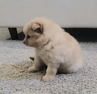 Stuffy, a female Pomeranian for sale in San Diego, CA – 2 of 4