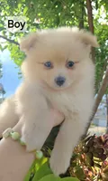 Baby, a female Pomeranian for sale in San Diego, CA – 2 of 3