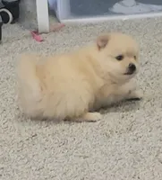 Ballon, a female Pomeranian for sale in San Diego, CA – 5 of 6