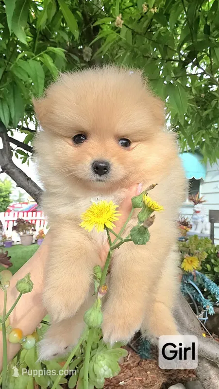 Baby – Pomeranian puppy for sale in San Diego, CA