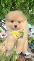 Baby, a female Pomeranian for sale in San Diego, CA – 1 of 3