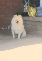 Cream, a male Pomeranian for sale in San Diego, CA – 2 of 5