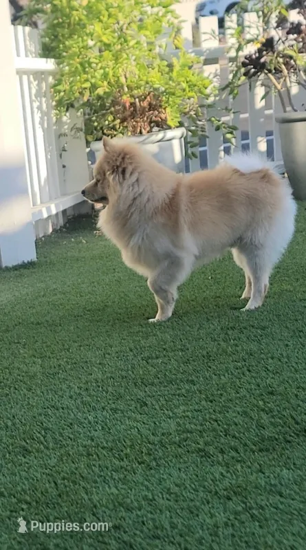 0tto – Pomeranian puppy for sale in San Diego, CA