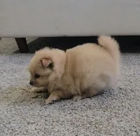 Puffy, a female Pomeranian for sale in San Diego, CA – 3 of 4
