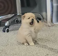 Ballon, a female Pomeranian for sale in San Diego, CA – 1 of 6