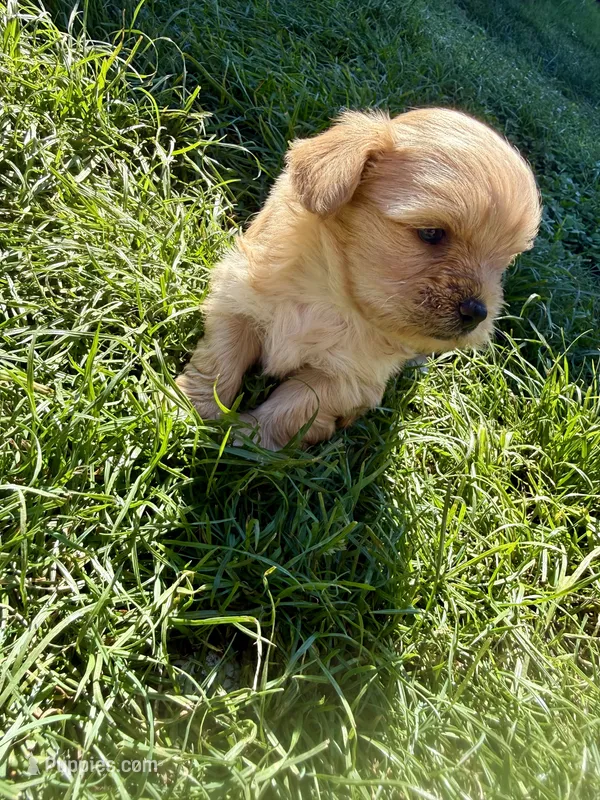 Girllyy – Yorkshire Terrier puppy for sale in Lakewood, WA