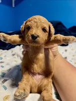 Bella, a female Poodle - Toy  for sale in Lakewood, WA – 2 of 2