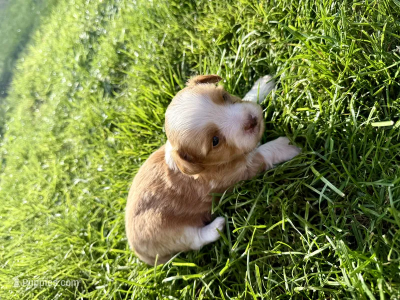 Girly – Yorkshire Terrier puppy for sale in Lakewood, WA