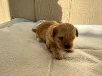Girllyy, a female Yorkshire Terrier for sale in Lakewood, WA – 4 of 4