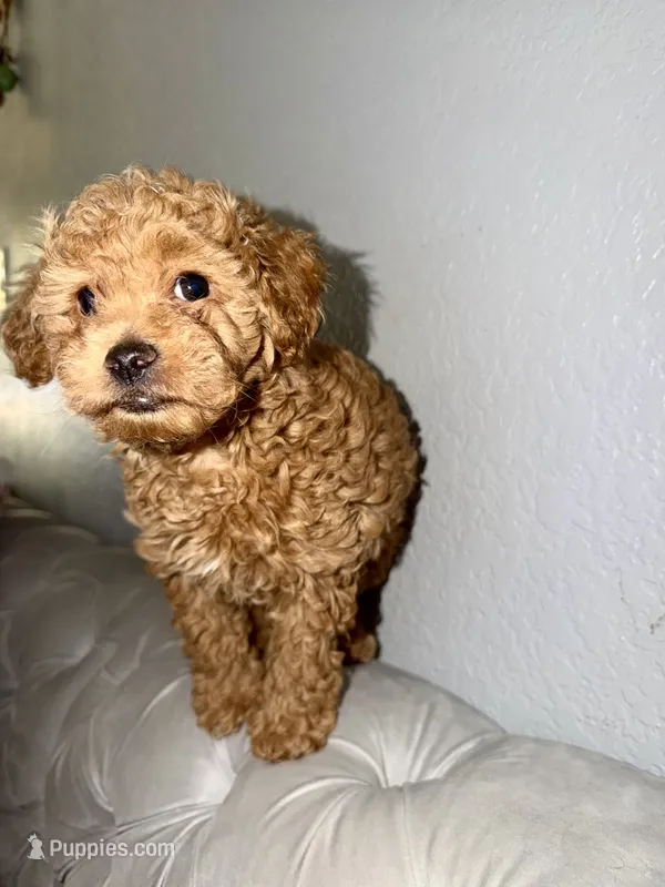 Bella – Poodle - Toy  puppy for sale in Lakewood, WA