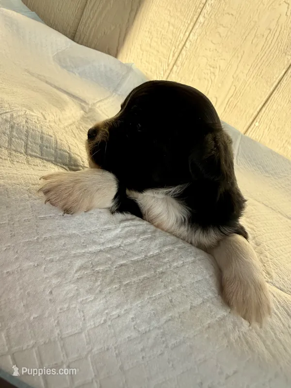 Girl – Yorkshire Terrier puppy for sale in Lakewood, WA