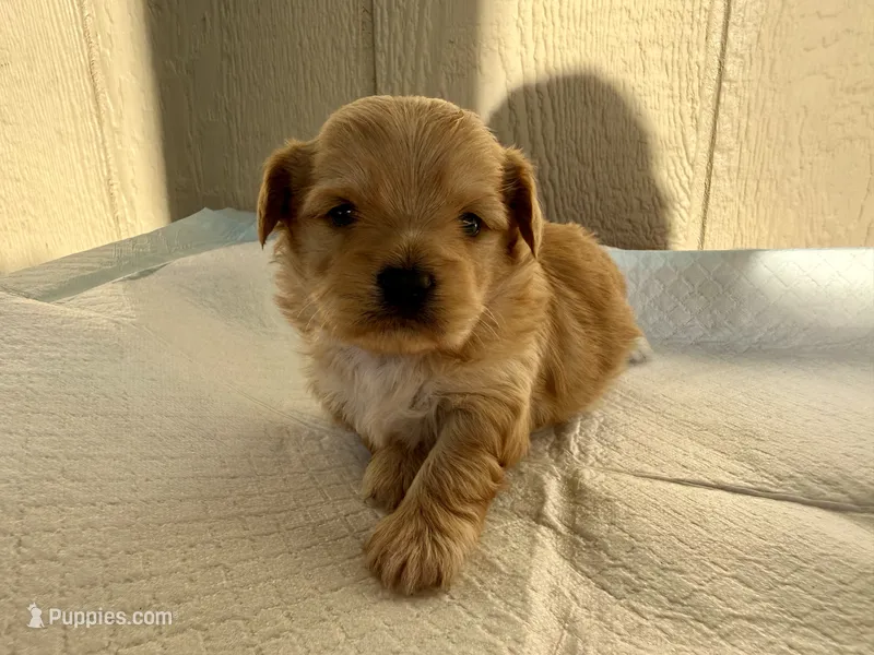 Girllyy – Yorkshire Terrier puppy for sale in Lakewood, WA