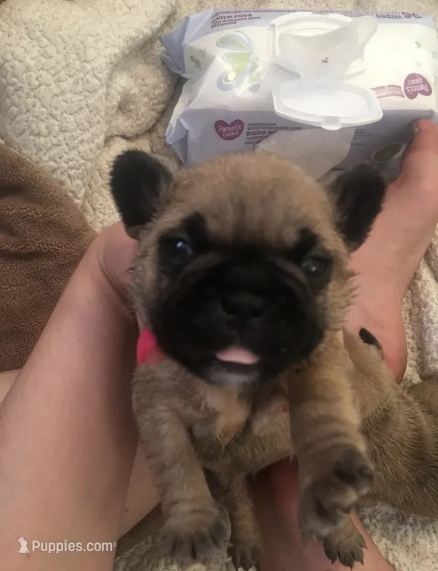 Mini toy  – French Bulldog puppy for sale in North Miami Beach, FL