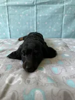 Sparky , a male Miniature Dachshund for sale in Panama City Beach, FL – 10 of 10