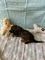 Charlie Brown, a male Miniature Dachshund for sale in Panama City Beach, FL – 10 of 10