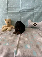 Harry, a male Miniature Dachshund for sale in Panama City Beach, FL – 4 of 7