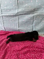 Lucy, a female Miniature Dachshund for sale in Panama City Beach, FL – 6 of 10