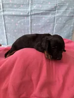 Lucy, a female Miniature Dachshund for sale in Panama City Beach, FL – 10 of 10