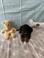 Liam, a male Miniature Dachshund for sale in Panama City Beach, FL – 6 of 7