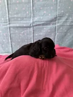 Lucy, a female Miniature Dachshund for sale in Panama City Beach, FL – 9 of 10