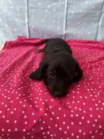 Lucy, a female Miniature Dachshund for sale in Panama City Beach, FL – 7 of 10