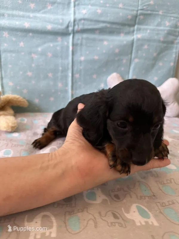 Sparky  – Miniature Dachshund puppy for sale in Panama City Beach, FL