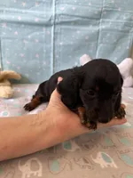 Sparky , a male Miniature Dachshund for sale in Panama City Beach, FL – 1 of 10