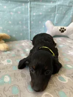 Sparky , a male Miniature Dachshund for sale in Panama City Beach, FL – 6 of 10