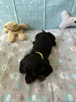 Sparky , a male Miniature Dachshund for sale in Panama City Beach, FL – 7 of 10