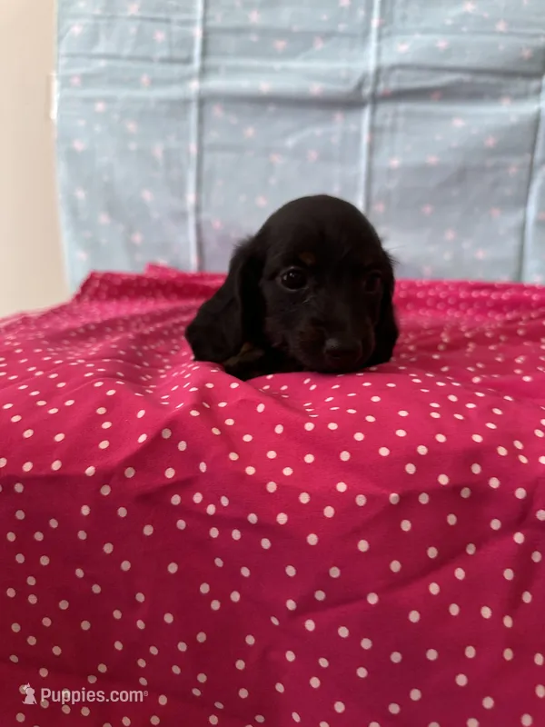 Lucy – Miniature Dachshund puppy for sale in Panama City Beach, FL