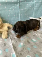 Charlie Brown, a male Miniature Dachshund for sale in Panama City Beach, FL – 3 of 10