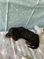 Harry, a male Miniature Dachshund for sale in Panama City Beach, FL – 6 of 7