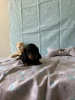 Harry, a male Miniature Dachshund for sale in Panama City Beach, FL – 7 of 7