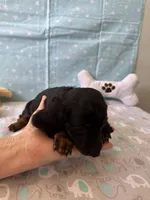 Sparky , a male Miniature Dachshund for sale in Panama City Beach, FL – 9 of 10