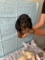 Liam, a male Miniature Dachshund for sale in Panama City Beach, FL – 1 of 7