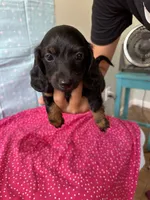 Lucy, a female Miniature Dachshund for sale in Panama City Beach, FL – 2 of 10
