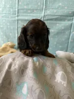 Charlie Brown, a male Miniature Dachshund for sale in Panama City Beach, FL – 5 of 10