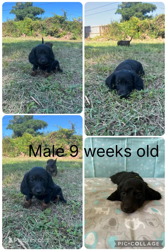 Sparky  – Miniature Dachshund puppy for sale in Panama City Beach, FL