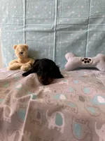 Harry, a male Miniature Dachshund for sale in Panama City Beach, FL – 2 of 7