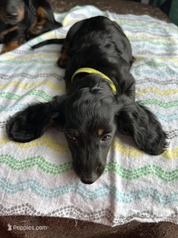 Sparky  – Miniature Dachshund puppy for sale in Panama City Beach, FL