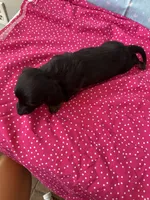 Lucy, a female Miniature Dachshund for sale in Panama City Beach, FL – 8 of 10