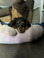 Ratatouille , a male Miniature Dachshund for sale in Panama City Beach, FL – 6 of 7