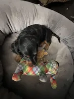 Ratatouille , a male Miniature Dachshund for sale in Panama City Beach, FL – 2 of 7