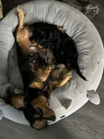 Ratatouille , a male Miniature Dachshund for sale in Panama City Beach, FL – 7 of 7