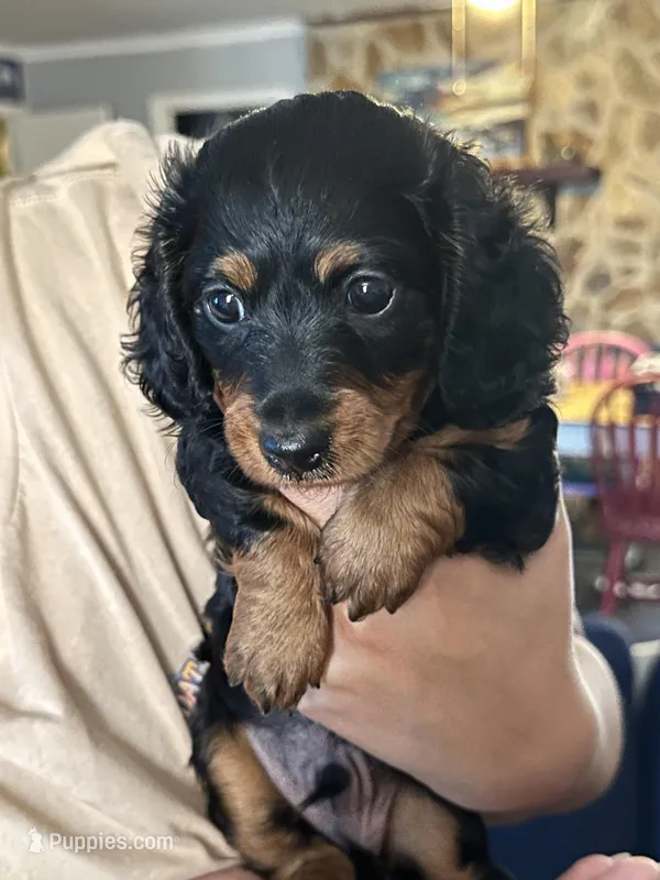 Ratatouille  – Miniature Dachshund puppy for sale in Panama City Beach, FL