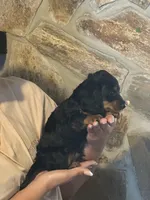 Ratatouille , a male Miniature Dachshund for sale in Panama City Beach, FL – 3 of 7