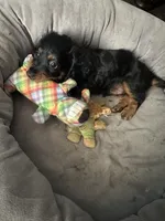 Ratatouille , a male Miniature Dachshund for sale in Panama City Beach, FL – 5 of 7