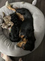 Ratatouille , a male Miniature Dachshund for sale in Panama City Beach, FL – 4 of 7